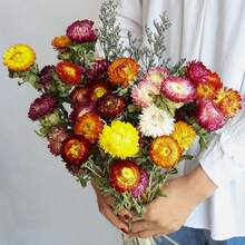 18 Peças Buquê de Crisântemos Naturais Secos, Crisântemos de Palha Margarida Adequados para Estilo Boêmio e Fazenda, Ideal para Casamento, Sala de Estar, Quarto, Mesa de Jantar, Decoração Doméstica de Escritório, Arranjo Floral DIY, Presente Perfeito, Decoração de Outono, Essencial para Páscoa, Dia das Mães, Dia dos Pais, Formatura, Encher Vaso, Presente de Aniversário, Decoração de Aniversário - Multicolorido - Visão 6