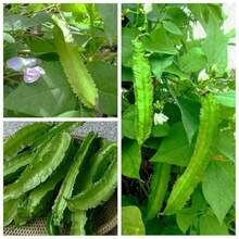 Semilla de Frijol de Cuatro Ángulos 10 Semillas Frijol Alado Vegetal Verde Planta de Frijol Dragón Crecen en Solo Semanas Excelente para Cocinar - Variante 1 - Ver 8