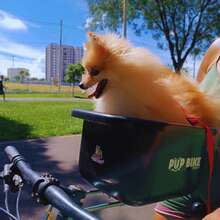 fn pets Cexto Bike With Seat And Seat For Transporting Animals For Dogs And Cats - Beige - View 8