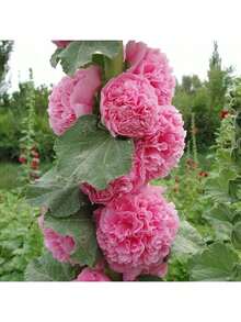 Enchanting Hollyhock Seeds - Create A Majestic Garden Seeds - 彩色 - 查看 2