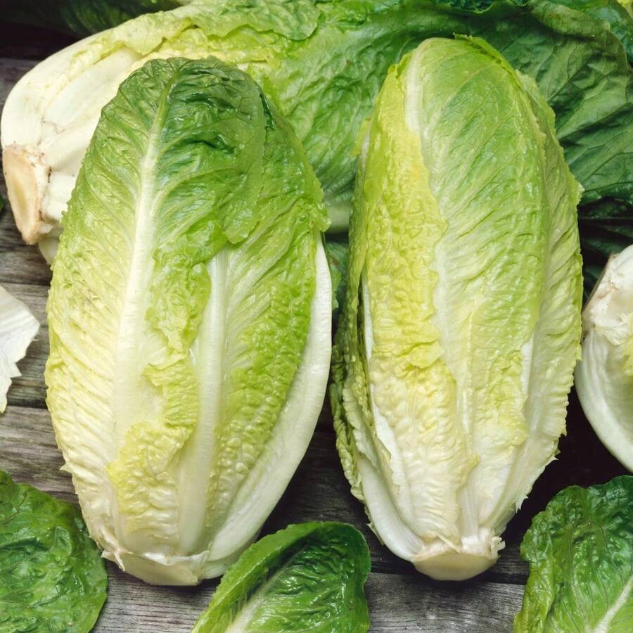 200 Semillas de César Romano Gigante - No Transgénico, Herencia - Fuente de Jardín - Lechuga - 200 piezas - Ver 1