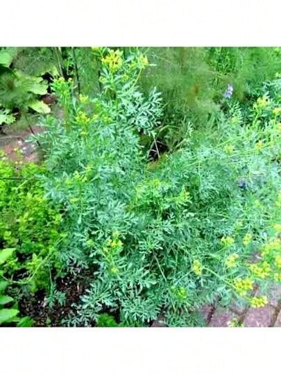 Seeds Flower Seeds RUE 300+ SEEDS INSECT PEST REPELLENT SPRING HEIRLOOM HERBS FLEA MEDICINAL USA - 1 - 查看 1