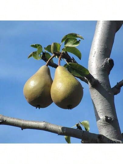 Seeds Pear Tree Fruit Seeds Grow Fast, Have High Germination Rate, Are Rich In Vitamins, Have Sweet Taste, And Are Suitable For Planting In Outdoor Gardens. - 100 - Xem 1