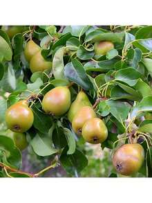 Seeds Pear Tree Fruit Seeds Grow Fast, Have High Germination Rate, Are Rich In Vitamins, Have Sweet Taste, And Are Suitable For Planting In Outdoor Gardens. - 100 - Xem 5