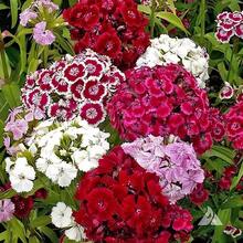 100 Piezas de Semillas de Flores de William Dulce Dianthus Barbatus de Colores Mixtos Rojo, Rosa y Blanco – Perfecto para Regalos - 100 - Ver 4