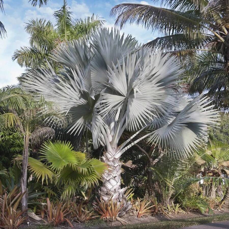 Semillas de palmera Nobilis de bajo mantenimiento, llamativas, de hoja perenne, tolerantes a la sequía, para bordes de jardín al aire libre, 10 piezas de semillas de árbol - Variante 1 - Ver 1