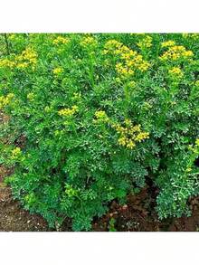 Seeds Flower Seeds RUE 300+ SEEDS INSECT PEST REPELLENT SPRING HEIRLOOM HERBS FLEA MEDICINAL USA - 1 - 查看 4