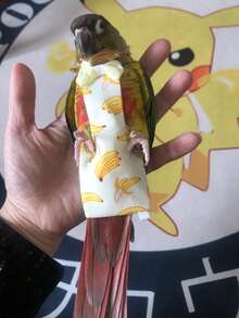 1pc Mini Parrot Diaper, Bird Poop Bag, Bird Diaper, Bird Clothing, Adjustable Flight Suit, Diaper, Pet Supplies, Pet Clothing