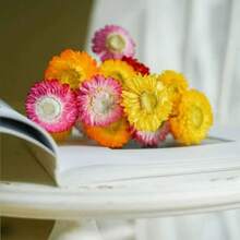 18 Peças Buquê de Crisântemos Naturais Secos, Crisântemos de Palha Margarida Adequados para Estilo Boêmio e Fazenda, Ideal para Casamento, Sala de Estar, Quarto, Mesa de Jantar, Decoração Doméstica de Escritório, Arranjo Floral DIY, Presente Perfeito, Decoração de Outono, Essencial para Páscoa, Dia das Mães, Dia dos Pais, Formatura, Encher Vaso, Presente de Aniversário, Decoração de Aniversário - Multicolorido - Visão 4