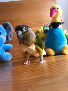 1pc Mini Parrot Diaper, Bird Poop Bag, Bird Diaper, Bird Clothing, Adjustable Flight Suit, Diaper, Pet Supplies, Pet Clothing