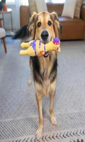 Outward Hound By Charming Pet Squawkers Earl Latex Squeaky Rubber Chicken Dog Toy, Funny Interactive Holiday Toy For Dogs, Large Size - 顏色D - 查看 5