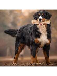 1件装幼犬最爱，咖啡色木质狗狗磨牙玩具 - 互动式磨牙棒，适合所有犬种，牙齿保健及训练辅助用品，尤其适合爱啃咬的狗狗 - 彩色 - 查看 3