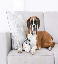 Outward Hound Fattiez Pig Plush Squeaky Dog Toy, Small - MàuB - Xem 4