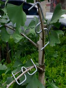 10 قطع من أداة تقويم أغصان الأشجار المثمرة على شكل حرف M، مقص تقليم، مقوم أغصان الأشجار المثمرة، ضاغط أغصان الأشجار المثمرة، مقوم أغصان الأشجار المثمرة، مناسبة للحمضيات والتفاح، مشابك تثبيت النباتات