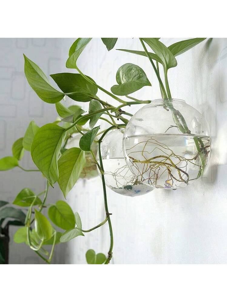 albino monstera Monstera Adansonii Albo 4