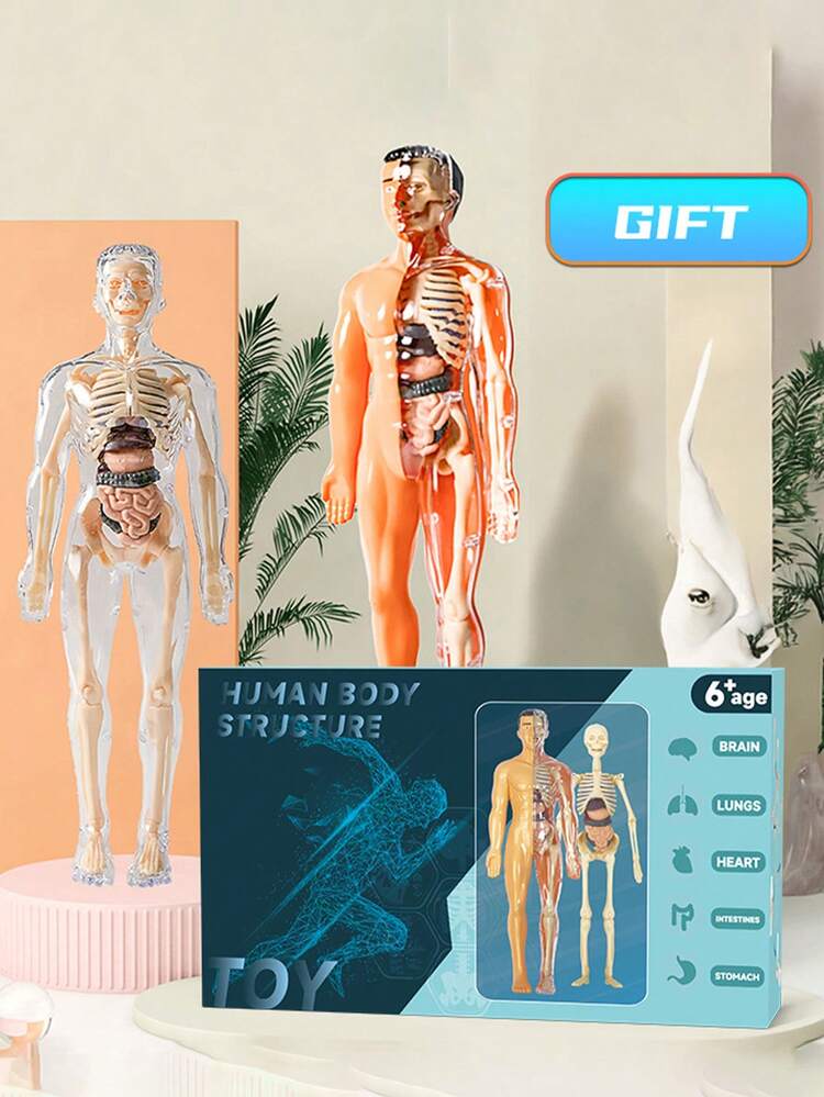 1 套人体解剖模型套件 - 可拆卸骨骼和全身躯干 - 青少年 STEM 教育套件 - 带可拆卸器官的医学教学骨骼模型套装，用于科学课堂演示和展示的解剖结构学习工具，是送给老师、学生、朋友的完美礼物，适合毕业、返校、万圣节、圣诞节 - 彩色 - 查看 6