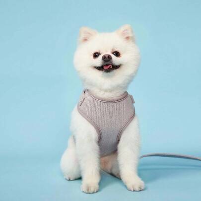 PETSIN 2 件可调节背带和牵引绳套装，适用于中小型宠物狗和猫的训练和散步