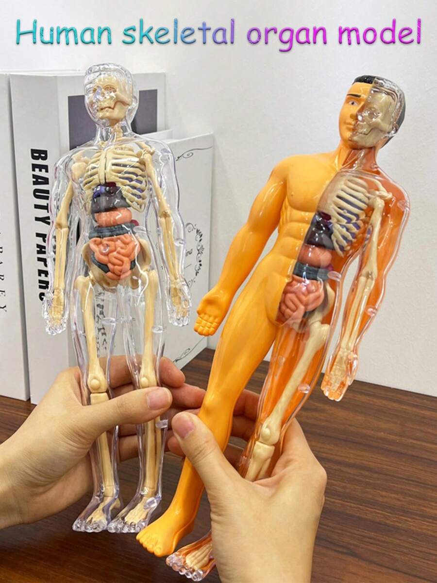 1 套人体解剖模型套件 - 可拆卸骨骼和全身躯干 - 青少年 STEM 教育套件 - 带可拆卸器官的医学教学骨骼模型套装，用于科学课堂演示和展示的解剖结构学习工具，是送给老师、学生、朋友的完美礼物，适合毕业、返校、万圣节、圣诞节