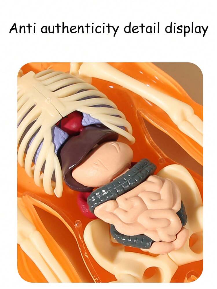 1 套人体解剖模型套件 - 可拆卸骨骼和全身躯干 - 青少年 STEM 教育套件 - 带可拆卸器官的医学教学骨骼模型套装，用于科学课堂演示和展示的解剖结构学习工具，是送给老师、学生、朋友的完美礼物，适合毕业、返校、万圣节、圣诞节 - 彩色 - 查看 5