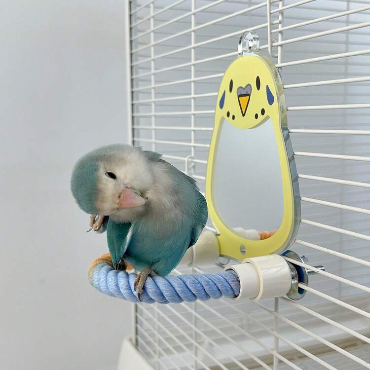 1 件鹦鹉亚克力镜面鸟笼栖木，互动抗抑郁鸟玩具，鸟笼装饰，虎皮牡丹，小玄凤鹦鹉 - 彩色 - 查看 5