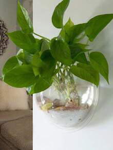 1 pieza Macetero transparente para colgar en la pared, contenedor de plástico sencillo, adecuado para plantas colgantes en el hogar - Multicolor - Ver 7