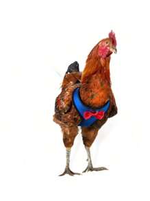 1pc Poultry Chicken Duck Goose Harness Vest With 1pc Adjustable Breathable Leash