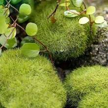6pcs Artificial Moss Balls - Plastic Fake Plants For Fairy Garden, Aquarium, Glass Container, Outdoor Simulation Plant Decor - Multicolor - View 3
