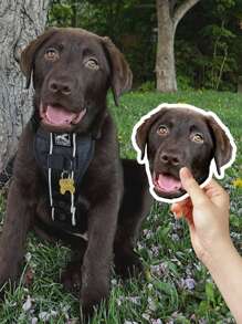 1/10/25/50/100/150定制脸贴，个性脸贴，肖像贴，肖像和宠物均可定制，水瓶贴，个性化礼物，单身派对装饰，派对装饰，婚礼装饰，生日装饰