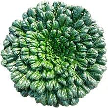 100 Semillas de Brassica Oleracea Negra Pequeñas Semillas de Brassica Oleracea Negra de Ocho Hojas Súper Resistentes al Frío Primavera, Otoño e Invierno Cuatro Estaciones Adecuadas para Plantas en Macetas Semillas de Vegetales de Balcón - 100 semillas - Ver 10