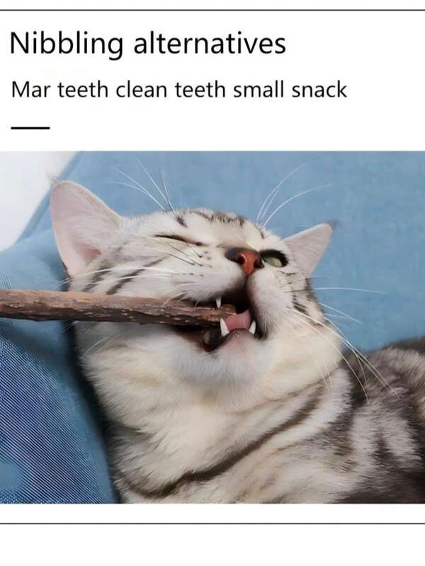 [Matatabi Cat Teaser Stick]5/10pcs Special Molar & Teeth-Cleaning Toy For Cats | Natural Matatabi, High Cat-Appeal, & Non-Irritating | 2-In-1 Interactive Play + Molar Care, Relieves Anxiety & Soothes Mood | Regulates Gut, Boosts Appetite, Multiple Health Benefits | Fits Cats Of All Ages, Bite-Resistant & Durable | Both A Teasing Essential And Oral/Gut Health Guardian