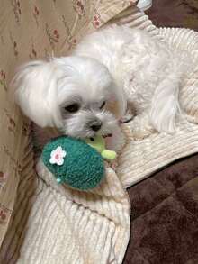 5/1 件宠物蔬菜毛绒玩具 - 西兰花、大葱、竹笋、卷心菜、玉米 - 柔软的毛绒动物，适合狗猫陪伴、可爱的睡眠伙伴、完美的宠物礼物（多种款式）