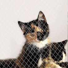 Pet Protective Cover, Cat Net, Balcony Net, Pet Protective Net, Anti-Fall, Dog Fence Net, Cat Balcony Net, Anti-Escape Net, Transparent Anti-Jump Window Fence Net - Multicolor - View 6