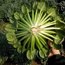 100 Semillas de Brassica Oleracea Negra Pequeñas Semillas de Brassica Oleracea Negra de Ocho Hojas Súper Resistentes al Frío Primavera, Otoño e Invierno Cuatro Estaciones Adecuadas para Plantas en Macetas Semillas de Vegetales de Balcón - 100 semillas - Ver 8