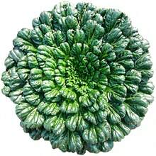 100 Semillas de Brassica Oleracea Negra Pequeñas Semillas de Brassica Oleracea Negra de Ocho Hojas Súper Resistentes al Frío Primavera, Otoño e Invierno Cuatro Estaciones Adecuadas para Plantas en Macetas Semillas de Vegetales de Balcón - 100 semillas - Ver 11