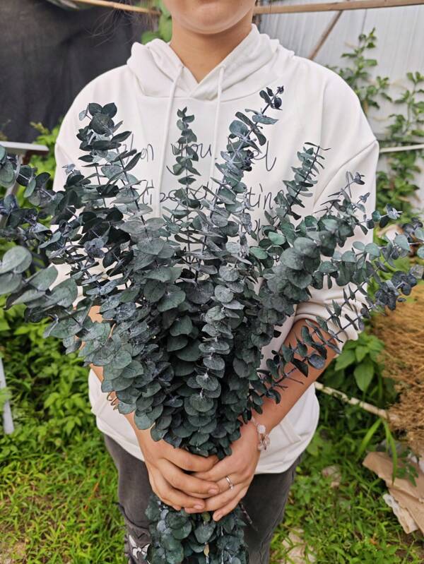 10/20pcs Preserved Blue Eucalyptus Stems - 17" Hanging Eucalyptus For Shower, Green Leaves For Boho Chic Home Decor, Spring, Valentine's Day And St. Patrick's Day Arrangements