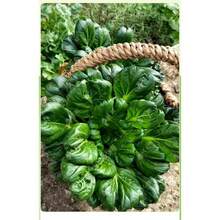 100 Semillas de Brassica Oleracea Negra Pequeñas Semillas de Brassica Oleracea Negra de Ocho Hojas Súper Resistentes al Frío Primavera, Otoño e Invierno Cuatro Estaciones Adecuadas para Plantas en Macetas Semillas de Vegetales de Balcón - 100 semillas - Ver 6