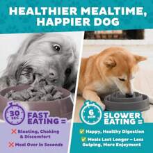 Outward Hound Fun Feeder Slo Bowl, Medium Slow Feeder Dog Bowl, 2 Cups, Turquoise
