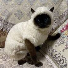 羊形猫服装，设计可爱，适合角色扮演，适合中小型猫