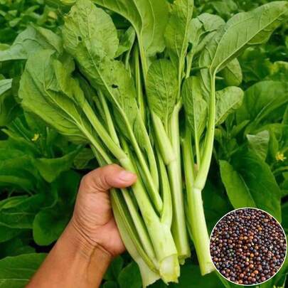 CAIROCK CAIROCK  500pcs Spinach Vegetable Seed