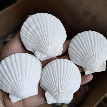 10pcs Natural Large Seashells, 2-3 Inches (5-8 Cm), Bulk Large White Seashells, Suitable For Crafts, DIY Painting, Baking, Beach Wedding Decor - Natural Seashells, Ideal For Ocean Themed Parties And Home Decor, Beach Parties. Please Do Not Purchase If You Have Any Concerns.