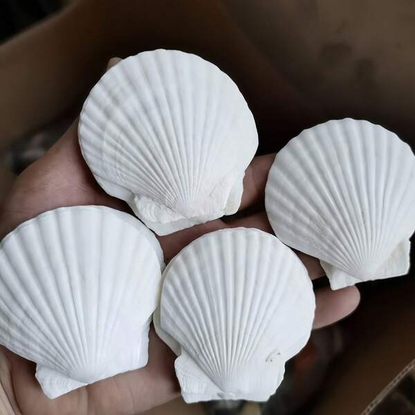 10pcs Natural Large Seashells, 2-3 Inches (5-8cm), Large White Seashells In Bulk For Crafts, DIY Painting, Baking, Beach Wedding Decor - Natural Seashells For Ocean Theme Party And Home Decor, Beach Party, If You Mind, Please Do Not Buy.