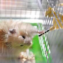 Botella de agua para animales pequeños de 250ml, adecuada para mascotas pequeñas/conejos/hurones/hámsteres/cobayas, dispensadores de agua para hámsteres, tazas a prueba de mordeduras de conejos y ardillas, suministros para mascotas, accesorios de jaula para mascotas - Multicolor - Ver 4