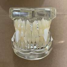 1 对独特的吸血鬼尖牙装饰，男女通用万圣节舞台道具派对配件