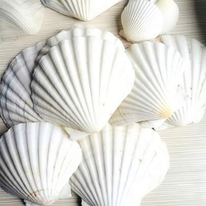 10pcs Natural Large Seashells, 2-3 Inches (5-8 Cm), Bulk Large White Seashells, Suitable For Crafts, DIY Painting, Baking, Beach Wedding Decor - Natural Seashells, Ideal For Ocean Themed Parties And Home Decor, Beach Parties. Please Do Not Purchase If You Have Any Concerns.