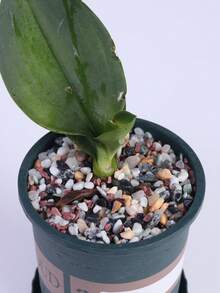 Natural Decorative River Stone - Mixed Color Pebble, Suitable For Aquarium, Garden, And Indoor/Outdoor Decorative Stone Crushed Stone, Suitable For Fish Tank Bottom Sand, Vase And Flower Pot Filling, Aquatic Plants, Micro Landscape, Mini Garden Natural Stone Mixture, Perfect For Halloween, Christmas, New Year