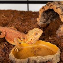 Reptile Water Bowl, Resin Reptile Rock Feeding Dish, Water And Feeding Bowl, Suitable For Leopard Gecko, Lizard, Spider, Turtle, Scorpion, Chameleon, Hermit Crab Terrarium Decor (Yellow)