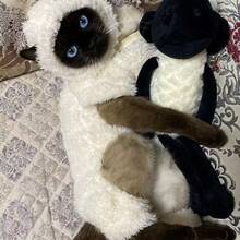 羊形猫服装，设计可爱，适合角色扮演，适合中小型猫