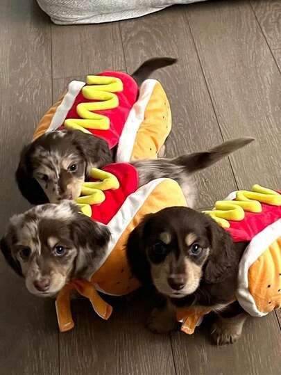 1 buah Kostum Anjing/Kucing Peliharaan, Pakaian Pesta Natal, Hot Dog, Hamburger, dan Tahun Baru yang Meriah.