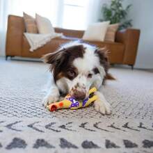 Outward Hound By Charming Pet Squawkers Henrietta Latex Squeaky Rubber Chicken Dog Toy, Funny Interactive Holiday Toy Dogs, Large Size - 亨麗埃塔 - 查看 5