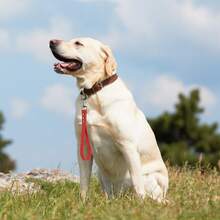 Strapazierfähige PVC Hundeleine - wasserdicht, geruchsresistent, rostfrei, einfach zu reinigende Trainings- und Spazierenleine mit Metallkarabiner, geeignet für alle Hunderassen